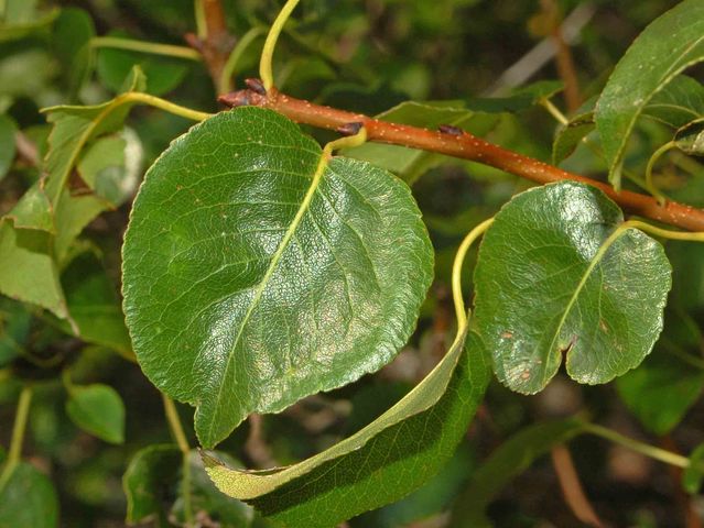 Pyrus pyraster